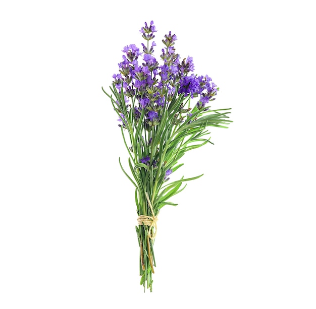 Ramo de flores de lavanda atadas con una cuerda aislado en un blanco