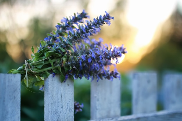 Ramo de flores de lavanda en un atardecer de verano