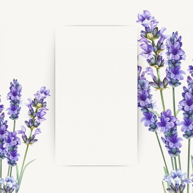 Ramo de flores de lavanda para el diseño de su tarjeta de felicitación.