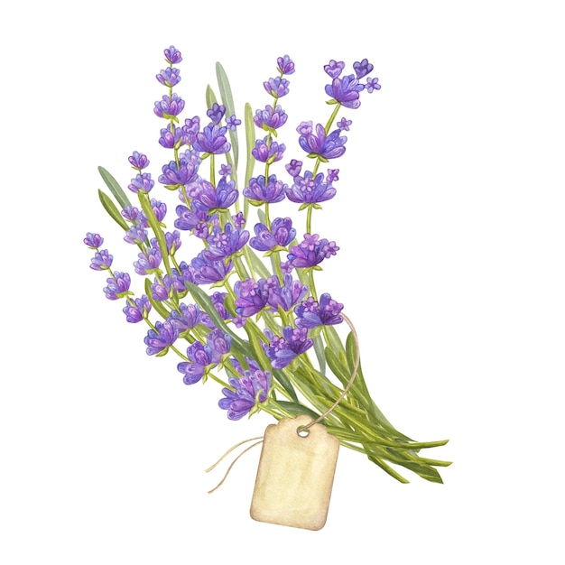 Ramo de flores de lavanda con hojas y ramas de etiqueta de kraft Clipart botánico de bodas boho Ilustración de acuarela dibujada a mano aislada sobre fondo blanco Para tarjetas de felicitación con logotipo invitaciones