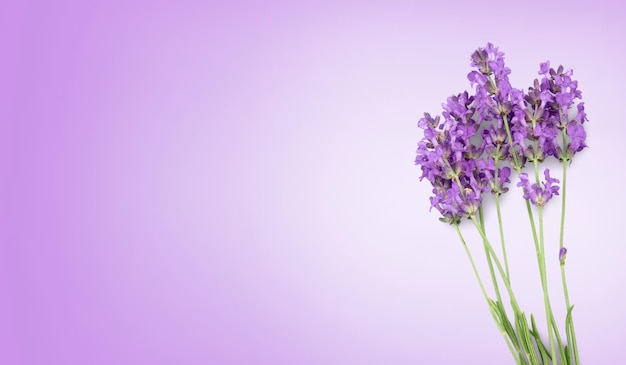 Ramo de flores de lavanda violeta sobre fondo pastel