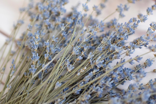 Ramo de flores de lavanda