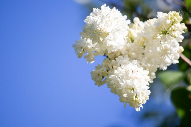 ramo de flores de lila blanca con pequeñas flores sobre un fondo azul claro