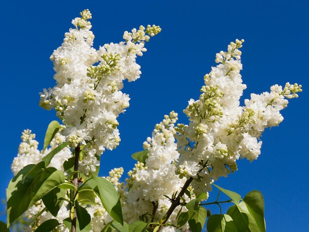 Foto ramo de flores lilas blancas