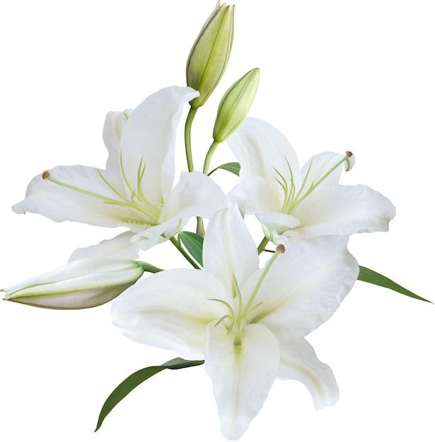 Foto ramo de flores de lirio blanco aislado sobre fondo blanco.