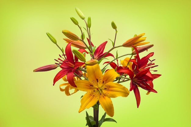 Un ramo de flores de lirios sobre un fondo verde claro