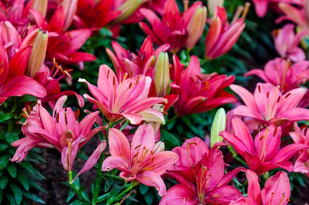 Foto ramo de flores de lirios