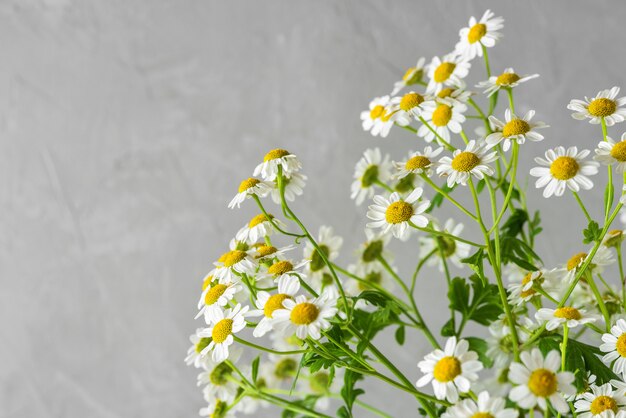 Ramo de flores de manzanilla o manzanilla blanca.