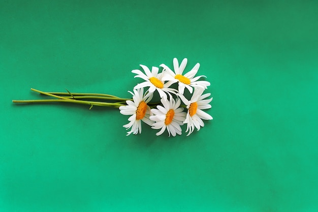 Foto ramo de flores de manzanilla recién cosechadas, concepto de desintoxicación de té de infusiones saludables para el cuidado de la piel de belleza.