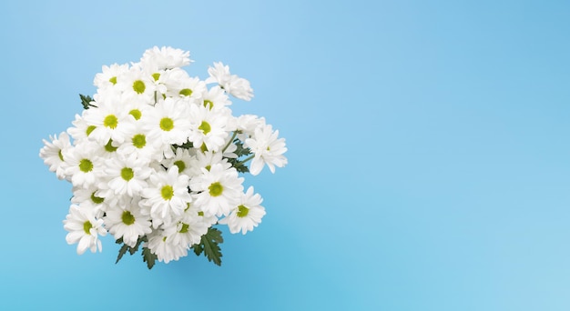 Ramo de flores de margarita blanca