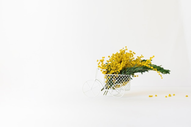 Ramo de flores de mimosa amarillas en un jarrón de bicicleta decorativo sobre un fondo blanco El concepto del Día de la Mujer o el Día de la Madre con un espacio de copia