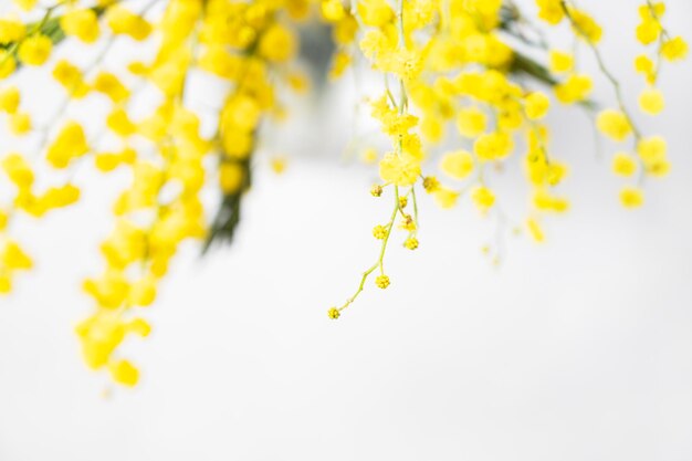 Un ramo de flores de mimosa amarillas sobre un fondo blanco de cerca Concepto del 8 de marzo feliz día de la mujer