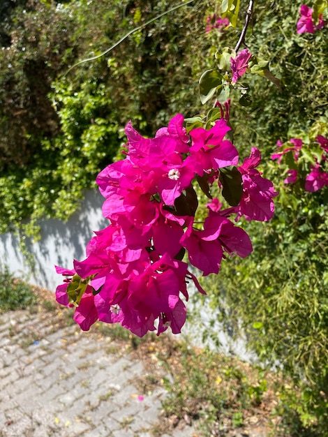 Un ramo de flores moradas está frente a una pasarela de ladrillos.