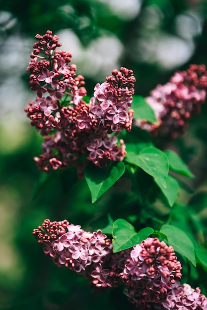 Foto un ramo de flores moradas con hojas verdes.