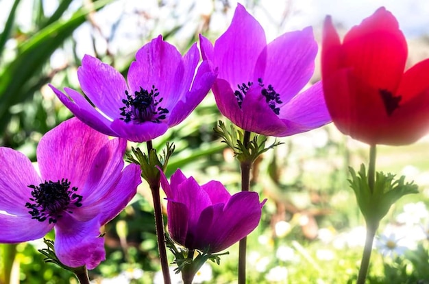 Un ramo de flores moradas con una que dice 'primavera'