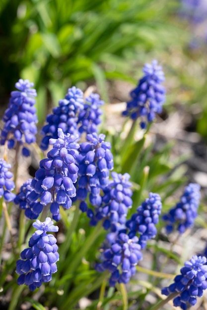 Un ramo de flores moradas que están en un jardín.