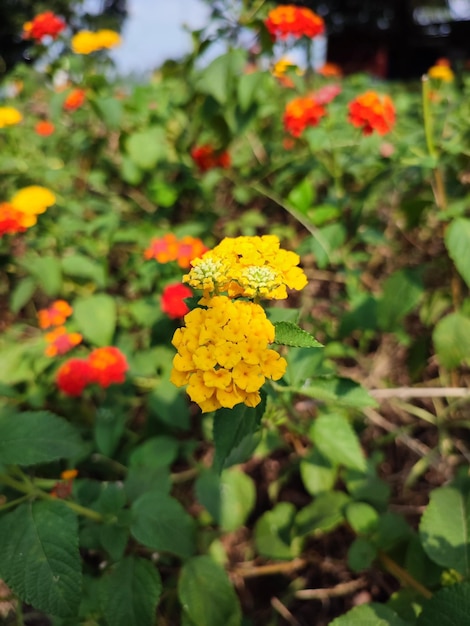 Un ramo de flores con una naranja y una flor de naranja.