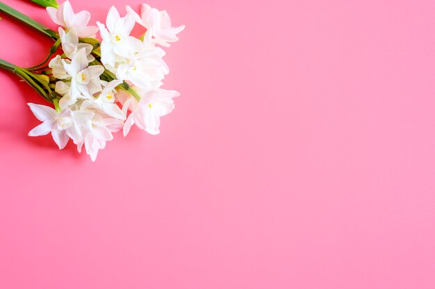 Un ramo de flores narcisas de color blanco en flor en rosa