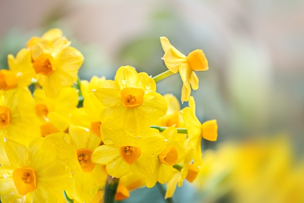 Ramo de flores de narciso amarillo brillante sobre fondo borroso