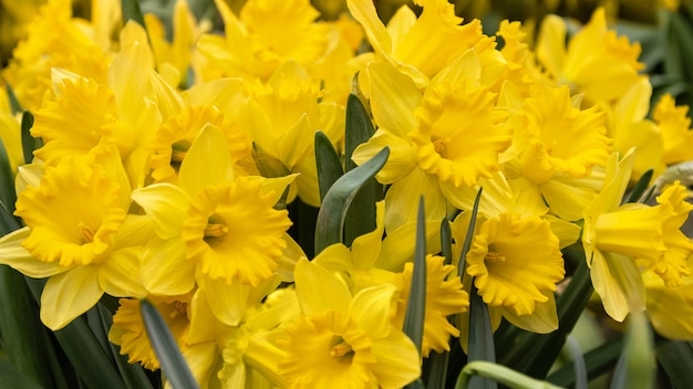 Ramo de flores de narciso amarillo brillante