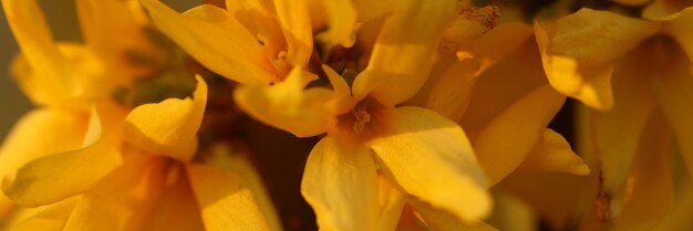Ramo de flores de narciso amarillo en plena floración hermosos pétalos de flores de narciso amarillo y