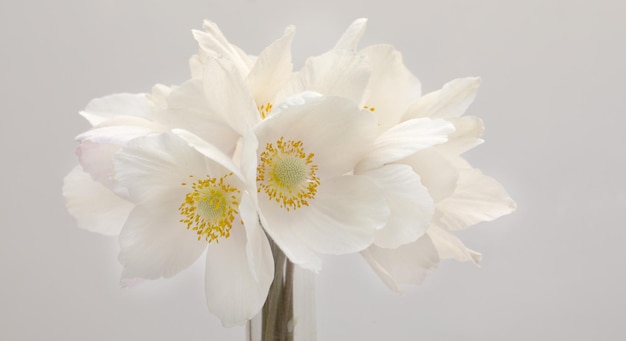 Un ramo de flores de narciso blanco sobre un fondo blanco.