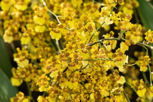 Foto ramo de flores de orquídeas oncidium sphacelatum en un jardín botánico de florida