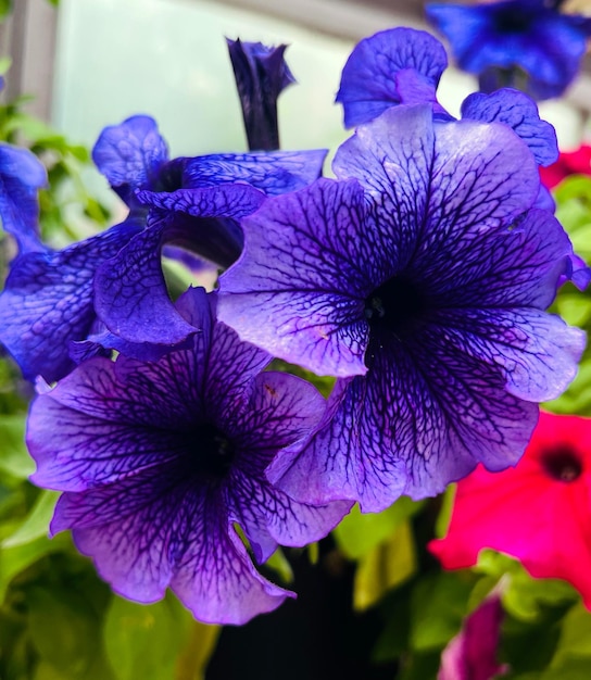 Un ramo de flores de petunia moradas flores de surfinia moradas