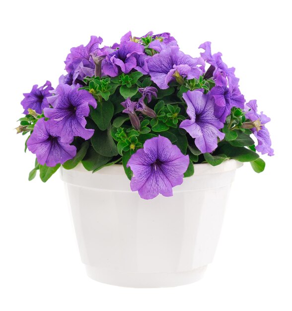 Ramo de flores de petunia en una olla