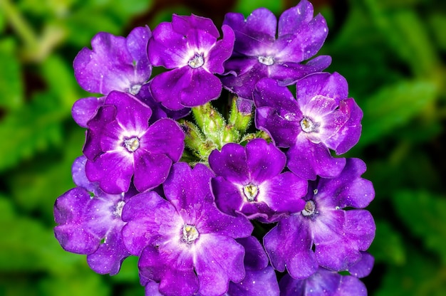 Ramo de flores en una planta