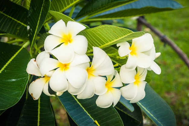 Un ramo de flores de plumeria (frangipani) en los árboles.