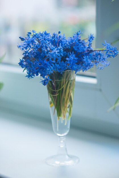 Ramo de flores de primavera en copa de vino en el alféizar de la ventana Scilla siberica o gotas de nieve azules en un jarrón de vidrio Enfoque selectivo