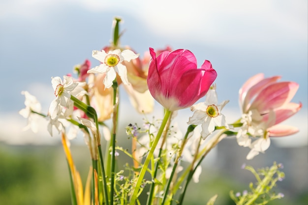 Ramo de flores de primavera tulipanes y narcisos blancos en florero en la ventana