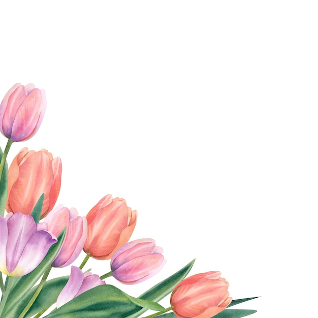 un ramo de flores de primavera tulipanes rosados y melocotones en un fondo blanco ilustración de acuarela tarjeta postal de pintura botánica dibujada a mano con un lugar para el texto marco de plantilla clipart