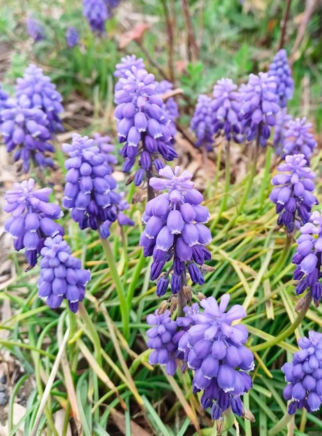 un ramo de flores púrpuras que están afuera