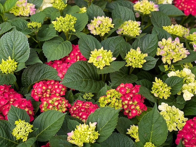 Un ramo de flores que están en un jardín.