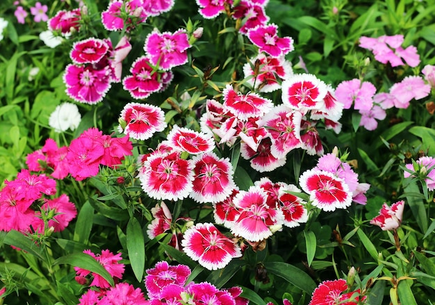 Un ramo de flores que están en un jardín.