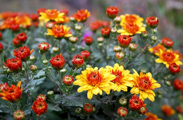 Un ramo de flores que son amarillas y rojas.