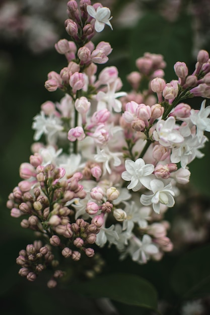 Un ramo de flores que son de color rosa y blanco.