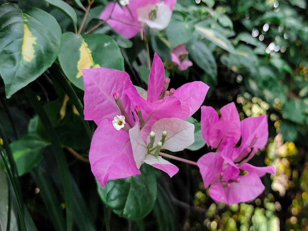 Un ramo de flores que son de color rosa y blanco.