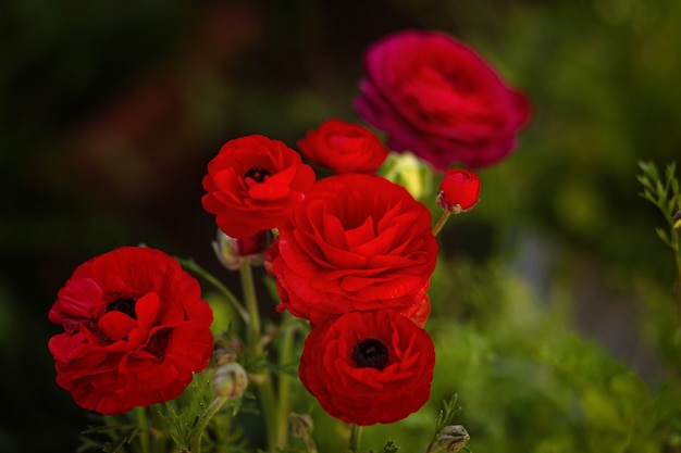 Ramo de flores de Ranunculus rojo sobre un fondo verde brillante con bokeh. Ranúnculo rojo fresco con cogollos. Fondo floral brillante verde rojo. Jardín de Chipre