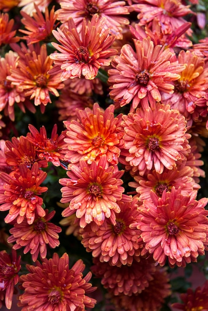 Un ramo de flores rojas con centros amarillos y pétalos rosas.