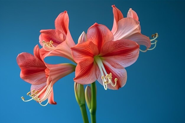 Un ramo de flores rojas con fondo azul.