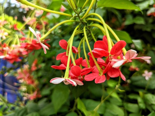 Un ramo de flores rojas con fondo verde