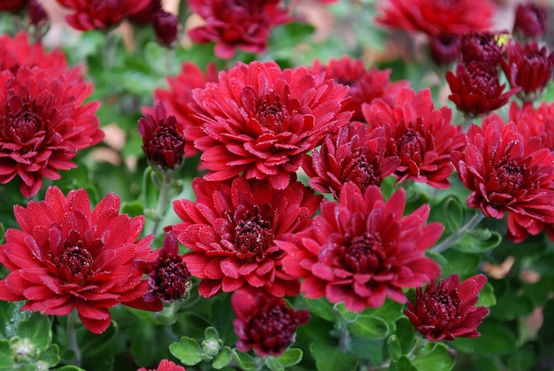 Un ramo de flores rojas con la palabra "z" en ellas