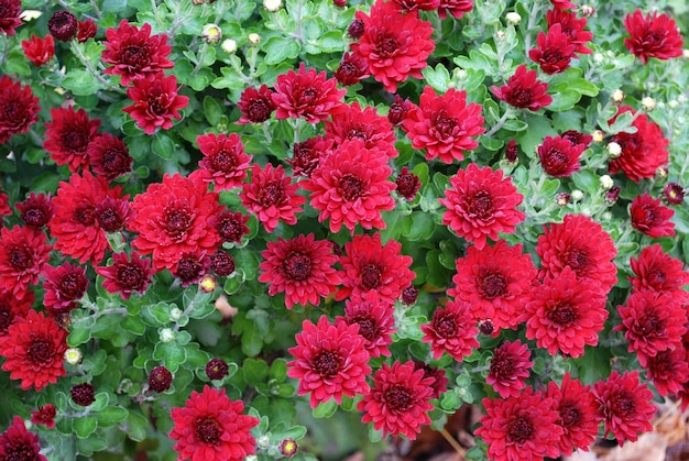 Un ramo de flores rojas con la palabra "z" en el frente.