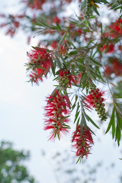 Foto ramo de flores rojas