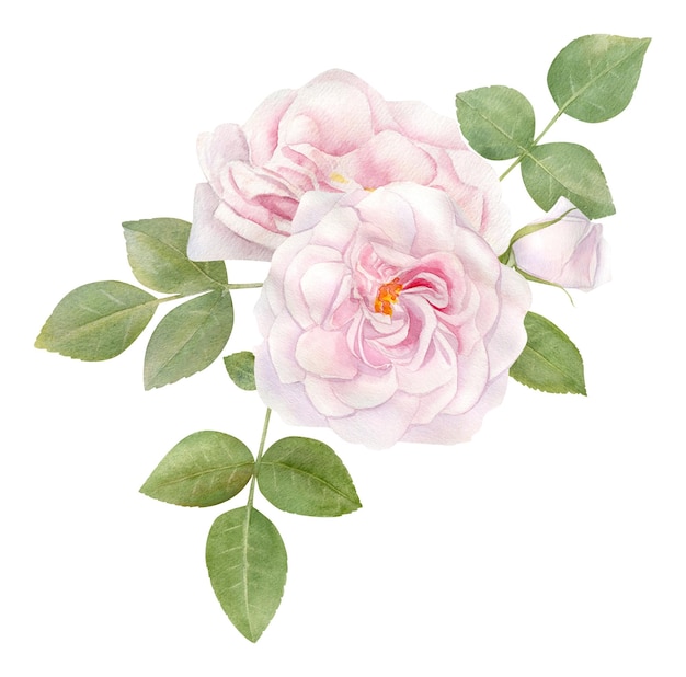 Ramo de flores rosa rosa acuarela dibujada a mano