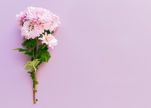 Ramo de flores en rosa