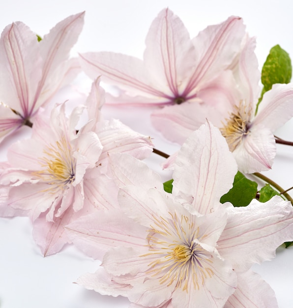 Ramo de flores rosadas de clematis.